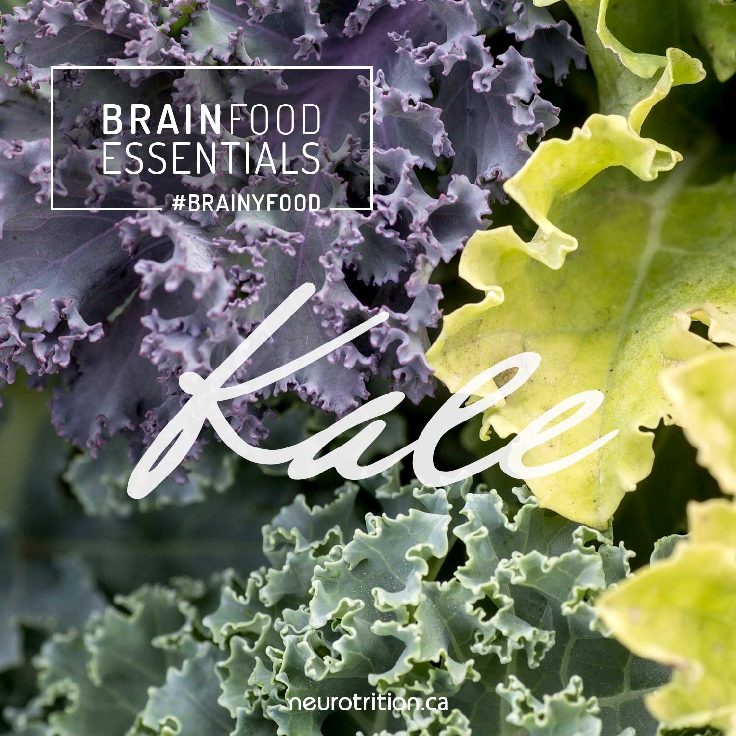 Brain Food Essentials :: Kale Brain Food Essentials :: Kale